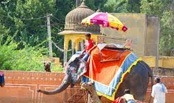 Ride up the hill at Amber Fort on an elephant 