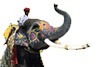 Golden Triangle Group Tour India Welcome Elephant
