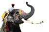 Golden Triangle Group Tour India Welcome Elephant